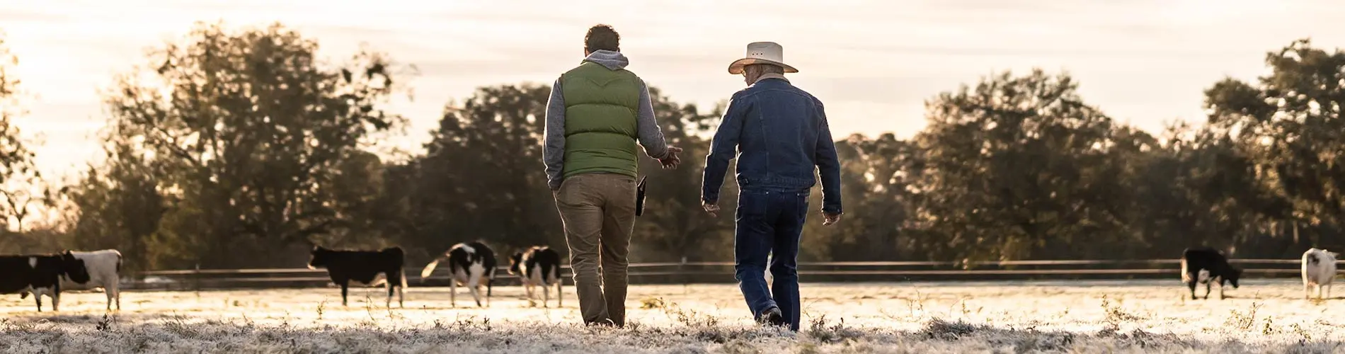 Southeast Milk History Two men walking through a field with dairy cows.