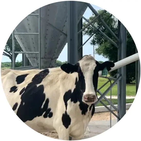 Dairy Cow Dairy Equipment