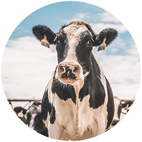 Sweet Grass Dairy Cows