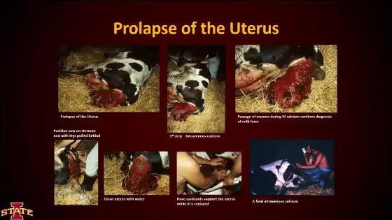 Non-Ambulatory Management (English)