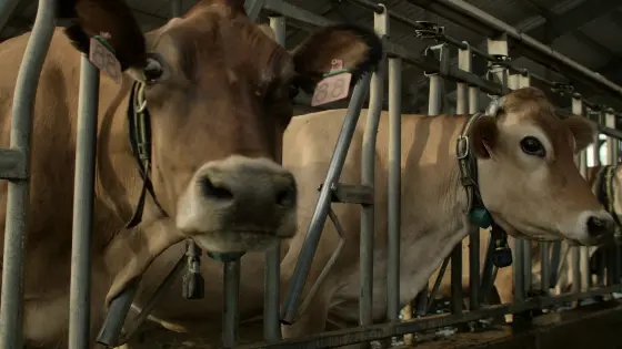 Dairy stockmanship (English)