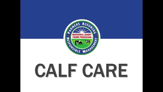 Calf Care (English)